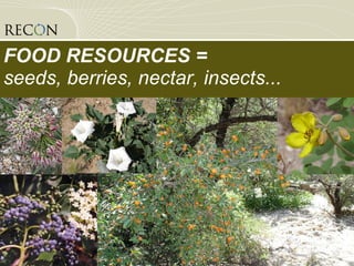 FOOD RESOURCES = seeds, berries, nectar, insects... 
