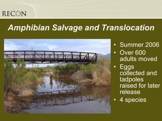Amphibian Salvage and Translocation Summer 2006 Over 600 adults moved Eggs collected and tadpoles raised for later release 4 species 
