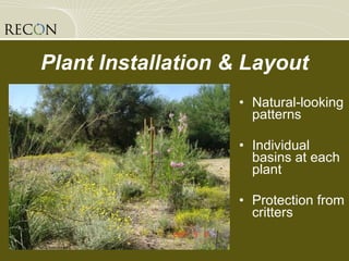 Plant Installation & Layout Natural-looking patterns Individual basins at each plant Protection from critters 
