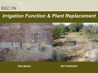 Irrigation Function & Plant Replacement TOO MUCH NOT ENOUGH 