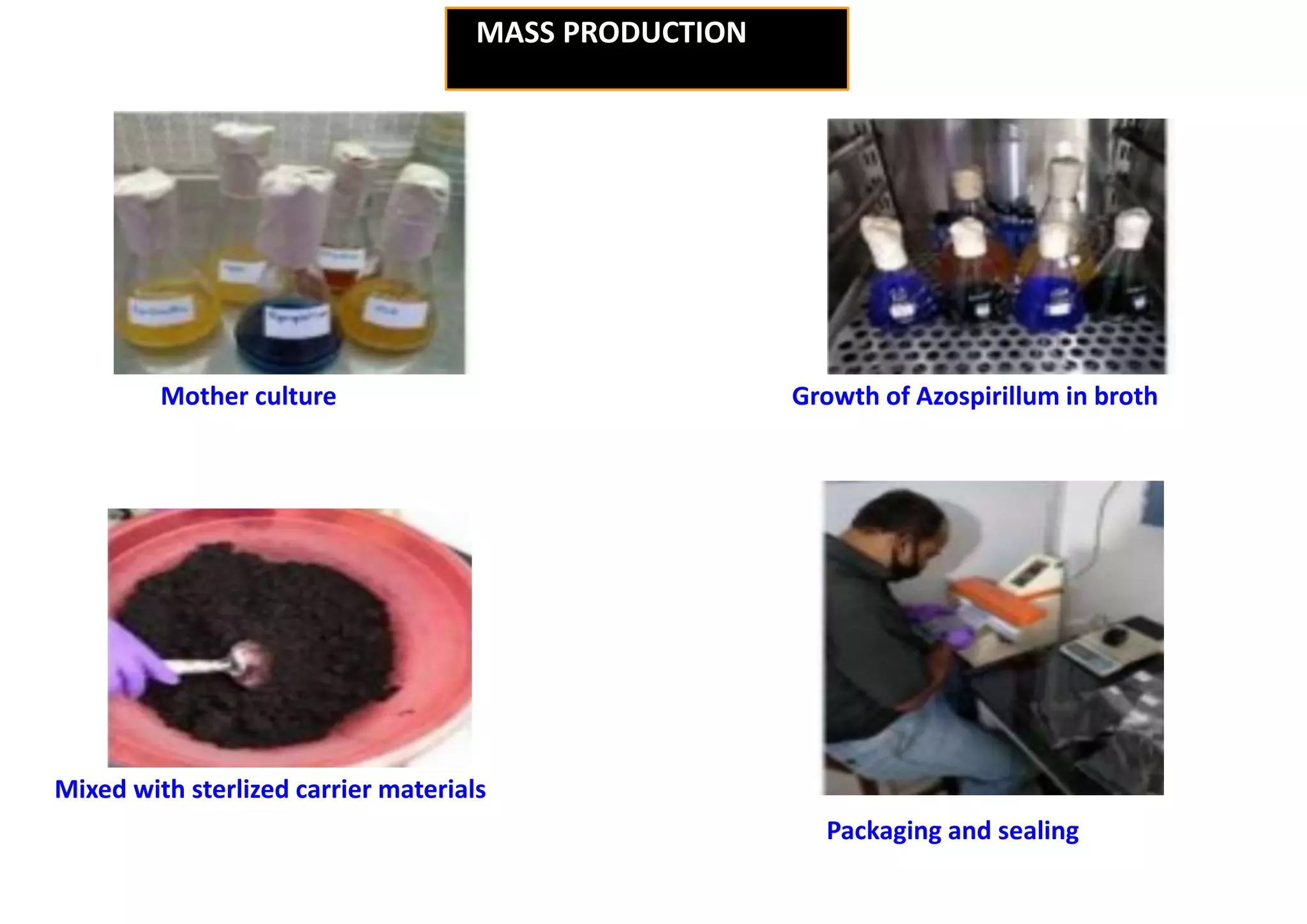 Mother culture
Mixed with sterlized carrier materials
Growth of Azospirillum in broth
Packaging and sealing
MASS PRODUCTION
 