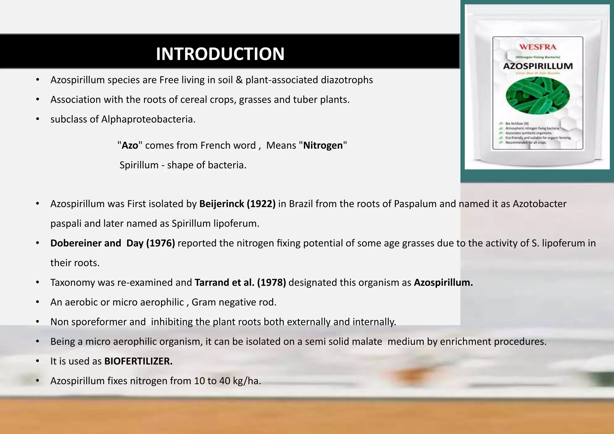 INTRODUCTION
INTRODUCTION
INTRODUCTION
• Azospirillum was First isolated by Beijerinck (1922) in Brazil from the roots of Paspalum and named it as Azotobacter
paspali and later named as Spirillum lipoferum.
• Dobereiner and Day (1976) reported the nitrogen ﬁxing potential of some age grasses due to the activity of S. lipoferum in
their roots.
• Taxonomy was re-examined and Tarrand et al. (1978) designated this organism as Azospirillum.
• An aerobic or micro aerophilic , Gram negative rod.
• Non sporeformer and inhibiting the plant roots both externally and internally.
• Being a micro aerophilic organism, it can be isolated on a semi solid malate medium by enrichment procedures.
• It is used as BIOFERTILIZER.
• Azospirillum fixes nitrogen from 10 to 40 kg/ha.
"Azo" comes from French word , Means "Nitrogen"
Spirillum - shape of bacteria.
• Azospirillum species are Free living in soil & plant-associated diazotrophs
• Association with the roots of cereal crops, grasses and tuber plants.
• subclass of Alphaproteobacteria.
 