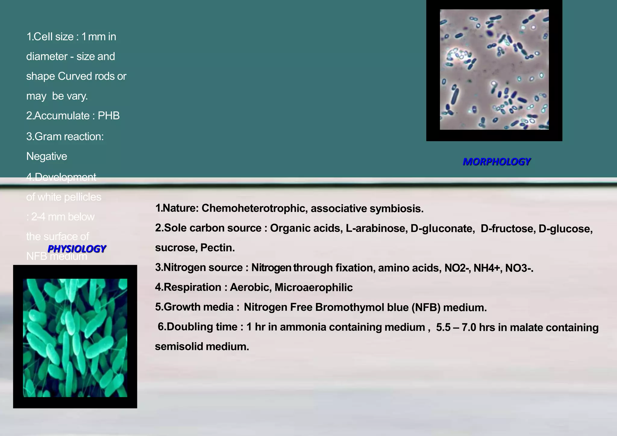 1.Cell size : 1mm in
diameter - size and
shape Curved rods or
may be vary.
2.Accumulate : PHB
3.Gram reaction:
Negative
4.Development
of white pellicles
: 2-4 mm below
the surface of
NFB medium
MORPHOLOGY
PHYSIOLOGY
 