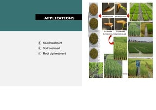 Azospirillum Roots AZOSPIRILLUM | PPTX