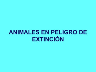 ANIMALES EN PELIGRO DE 
EXTINCIÓN 
 