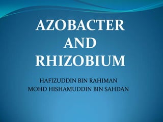 AZOBACTER
    AND
 RHIZOBIUM
  HAFIZUDDIN BIN RAHIMAN
MOHD HISHAMUDDIN BIN SAHDAN
 