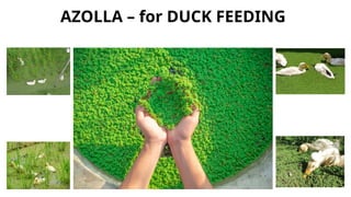Guide to Azolla Cultivation, Benefits, Business Opportunities in azolla ...
