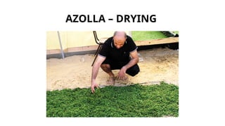 Guide to Azolla Cultivation, Benefits, Business Opportunities in azolla ...