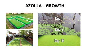 Guide to Azolla Cultivation, Benefits, Business Opportunities in azolla ...