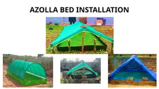 Guide to Azolla Cultivation, Benefits, Business Opportunities in azolla ...