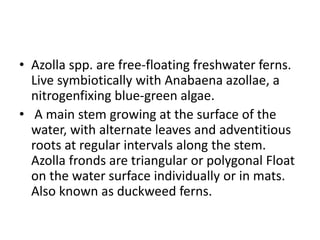 azolla.pptx