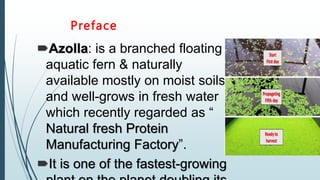 Preface
Azolla: is a branched floating
aquatic fern & naturally
available mostly on moist soils
and well-grows in fresh water
which recently regarded as “
Natural fresh Protein
Manufacturing Factory”.
It is one of the fastest-growing
 