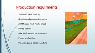 Production requirments
Shade net (60% shadow)
Growing and propagating ponds
200 Microns Thick Plastic Sheet
Drying shelves
NPK fertilizer with trace elements
Phosphate Fertilizer
Processing and pellets Machine
 