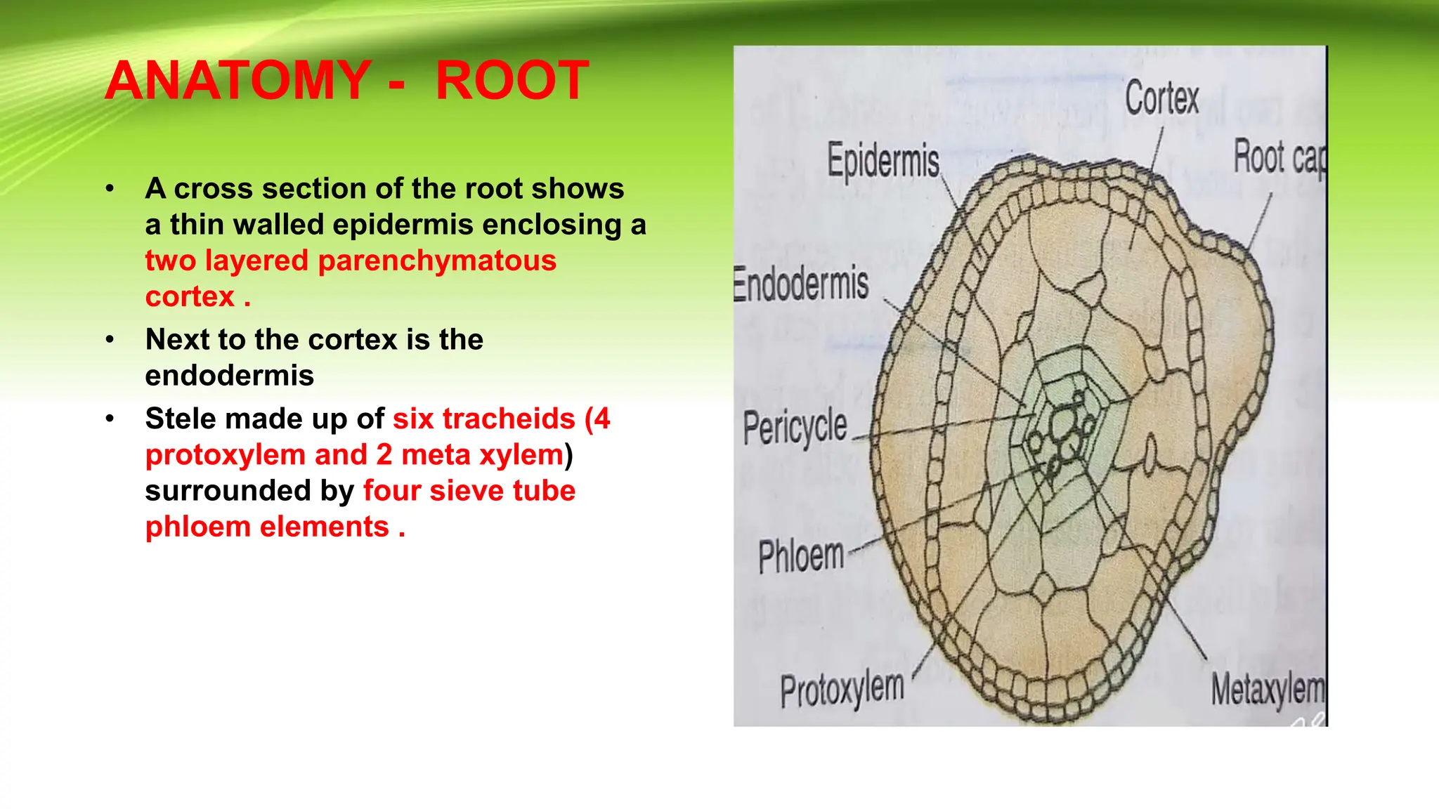 azolla. TYPE STUDY ,GENERAL MORPHOLOGY ANOTOMY REPRODUCTION | PPTX