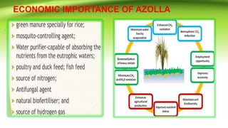 ECONOMIC IMPORTANCE OF AZOLLA
 