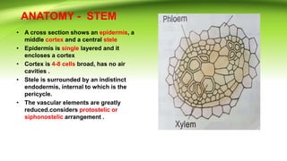 • A cross section shows an epidermis, a
middle cortex and a central stele
• Epidermis is single layered and it
encloses a cortex
• Cortex is 4-8 cells broad, has no air
cavities .
• Stele is surrounded by an indistinct
endodermis, internal to which is the
pericycle.
• The vascular elements are greatly
reduced.considers protostelic or
siphonostelic arrangement .
ANATOMY - STEM
 