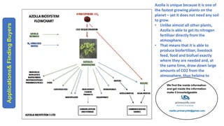 Azolla is unique because it is one of
the fastest growing plants on the
planet – yet it does not need any soil
to grow.
• Unlike almost all other plants,
Azolla is able to get its nitrogen
fertilizer directly from the
atmosphere.
• That means that it is able to
produce biofertilizer, livestock
feed, food and biofuel exactly
where they are needed and, at
the same time, draw down large
amounts of CO2 from the
atmosphere, thus helping to
reduce the threat of climate
change.
 