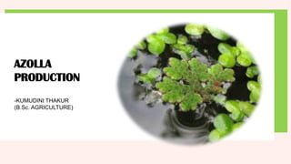 Basics_of_Azolla_Production_kumudini.pptx