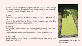 Basics_of_Azolla_Production_kumudini.pptx