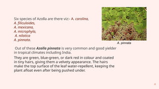 Basics_of_Azolla_Production_kumudini.pptx