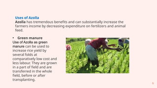 Basics_of_Azolla_Production_kumudini.pptx