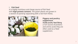 Basics_of_Azolla_Production_kumudini.pptx