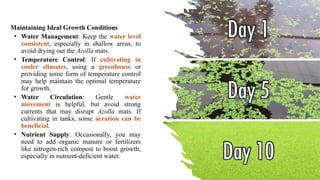 Azolla: Sustainable Aquatic Fern for Agriculture and Ecology Benefits ...