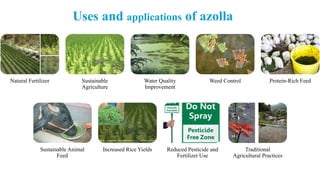 Azolla: Sustainable Aquatic Fern for Agriculture and Ecology Benefits ...