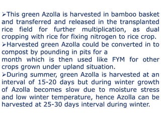 This green Azolla is harvested in bamboo basket
and transferred and released in the transplanted
rice field for further multiplication, as dual
cropping with rice for fixing nitrogen to rice crop.
Harvested green Azolla could be converted in to
compost by pounding in pits for a
month which is then used like FYM for other
crops grown under upland situation.
During summer, green Azolla is harvested at an
interval of 15-20 days but during winter growth
of Azolla becomes slow due to moisture stress
and low winter temperature, hence Azolla can be
harvested at 25-30 days interval during winter.
 
