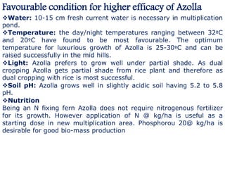 Favourable condition for higher efficacy of Azolla
Water: 10-15 cm fresh current water is necessary in multiplication
pond.
Temperature: the day/night temperatures ranging between 32ºC
and 20ºC have found to be most favourable. The optimum
temperature for luxurious growth of Azolla is 25-30ºC and can be
raised successfully in the mid hills.
Light: Azolla prefers to grow well under partial shade. As dual
cropping Azolla gets partial shade from rice plant and therefore as
dual cropping with rice is most successful.
Soil pH: Azolla grows well in slightly acidic soil having 5.2 to 5.8
pH.
Nutrition
Being an N fixing fern Azolla does not require nitrogenous fertilizer
for its growth. However application of N @ kg/ha is useful as a
starting dose in new multiplication area. Phosphorou 20@ kg/ha is
desirable for good bio-mass production
 