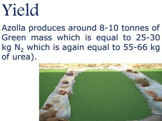 Yield
Azolla produces around 8-10 tonnes of
Green mass which is equal to 25-30
kg N2 which is again equal to 55-66 kg
of urea).
 