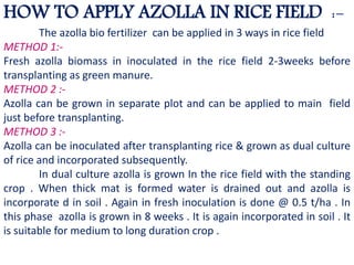 HOW TO APPLY AZOLLA IN RICE FIELD :-
The azolla bio fertilizer can be applied in 3 ways in rice field
METHOD 1:-
Fresh azolla biomass in inoculated in the rice field 2-3weeks before
transplanting as green manure.
METHOD 2 :-
Azolla can be grown in separate plot and can be applied to main field
just before transplanting.
METHOD 3 :-
Azolla can be inoculated after transplanting rice & grown as dual culture
of rice and incorporated subsequently.
In dual culture azolla is grown In the rice field with the standing
crop . When thick mat is formed water is drained out and azolla is
incorporate d in soil . Again in fresh inoculation is done @ 0.5 t/ha . In
this phase azolla is grown in 8 weeks . It is again incorporated in soil . It
is suitable for medium to long duration crop .
 