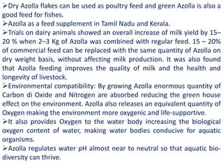 Dry Azolla flakes can be used as poultry feed and green Azolla is also a
good feed for fishes.
Azolla as a feed supplement in Tamil Nadu and Kerala.
Trials on dairy animals showed an overall increase of milk yield by 15–
20 % when 2–3 Kg of Azolla was combined with regular feed. 15 – 20%
of commercial feed can be replaced with the same quantity of Azolla on
dry weight basis, without affecting milk production. It was also found
that Azolla feeding improves the quality of milk and the health and
longevity of livestock.
Environmental compatibility: By growing Azolla enormous quantity of
Carbon di Oxide and Nitrogen are absorbed reducing the green house
effect on the environment. Azolla also releases an equivalent quantity of
Oxygen making the environment more oxygenic and life-supportive.
It also provides Oxygen to the water body increasing the biological
oxygen content of water, making water bodies conducive for aquatic
organisms.
Azolla regulates water pH almost near to neutral so that aquatic bio-
diversity can thrive.
 