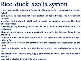 Rice-duck-azolla system
It was developed by a Japanese farmer Mr. T.Furuno .He has been practicing rice and
hybrid
duck culture. He tried hard not to use pesticide in rice cultivation. The most difficult
task was
weeding. He introduced hybrid duck primarily for weeding purpose. The duck
effectively made
a weeding job by disturbing soil surface. He found the duck contributed a lot to rice
cultivation.
Now, rice-duck culture is widely practiced in organic rice farming. Primarily for
providing
nitrogen nutrient, azolla was introduced to this system. Azolla provided nitrogen
nutrient for
rice and protein for duck, and contributed to the suppression of weed. Duck, on the
other
hand, contributed to azolla by eradicating azolla insect pest, and spreading azolla by
its
movement. Duck's excreta may supply phosphorus to azolla. This rice-duck-azolla
system is
now being adopted by organic farming farmers.
 
