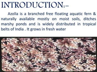 INTRODUCTION:-
Azolla is a branched free floating aquatic fern &
naturally available mostly on moist soils, ditches
marshy ponds and is widely distributed in tropical
belts of India . It grows in fresh water
 