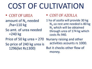 COST OF CULTIVATION
• COST OF UREA
amount of N2 needed
/ha=110 kg
So amt. of urea needed
=240 kg
Price of 50 kg urea = 270
So price of 240 kg urea is
1296(let Rs1300)
• COST OF AZOLLA
1 ha of azolla will provide 30 kg
N2.so rest amt needed is 80 kg
N2 which will be obtained
through urea of 174 kg which
costs Rs 940.
Nursery raising and other
activities acounts rs 1000.
But it checks other flow of
money.
 