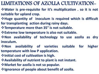 LIMITATIONS OF AZOLLA CULTIVATION-
Water is pre-requisite for it’s multiplication . so it is not
suitable for upland crop.
Huge quantity of inoculum is required which is difficult
for transplanting action during rainy days.
Temperature more than 35° is not suitable.
Extreme low temperature is also not suitable.
Non availability of technology to use azolla as dry
inoculum.
Non availability of varieties suitable for higher
temperature with low P application.
Initial cost of cultivation is high.
Availability of nutrient to plant is not instant.
Market for azolla is not so popular.
Ignorance of people about benefit of azolla.
 
