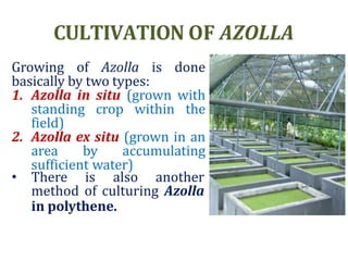 azollappt-170424230702.pptx