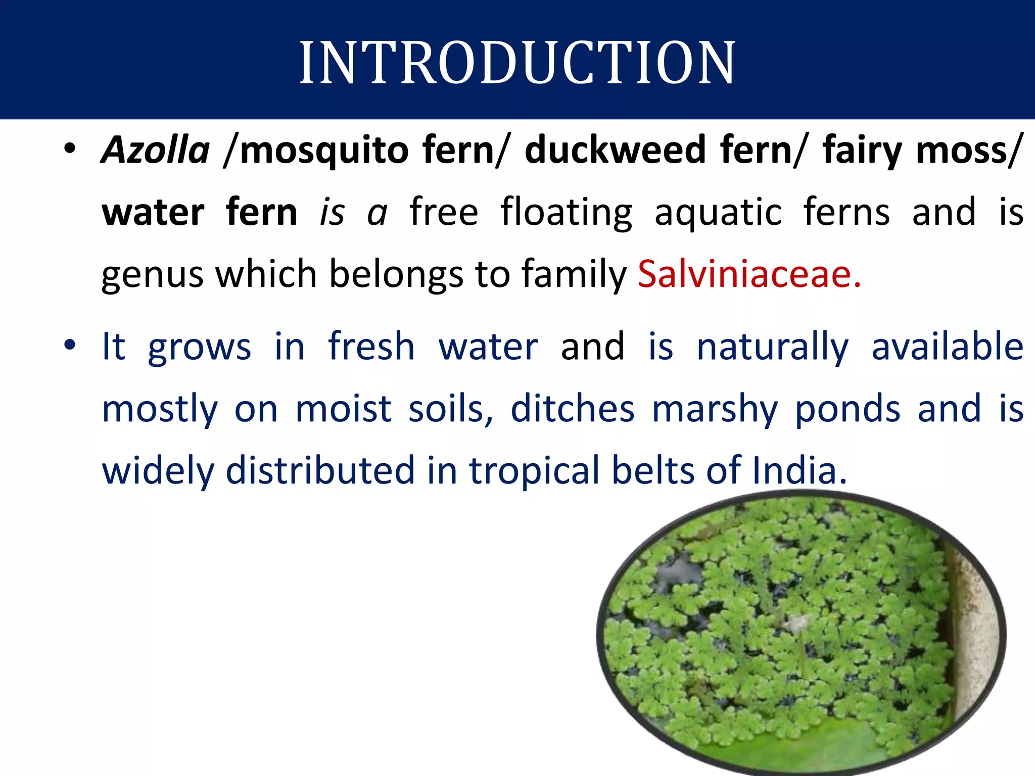 Azolla ppt | PPTX