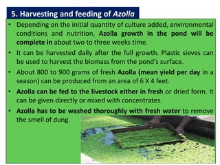 Azolla ppt | PPTX