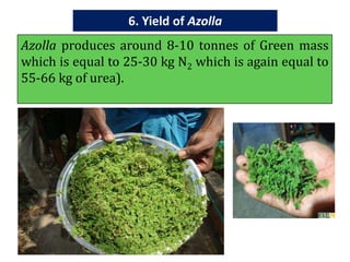 Azolla ppt | PPTX