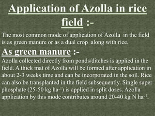 Azolla production and its application | PPTX