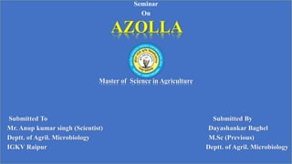 Seminar
On
AZOLLA
Master of Science in Agriculture
Submitted To Submitted By
Mr. Anup kumar singh (Scientist) Dayashankar Baghel
Deptt. of Agril. Microbiology M.Sc (Previous)
IGKV Raipur Deptt. of Agril. Microbiology
 