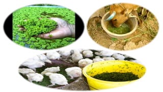 Azolla production | PPTX