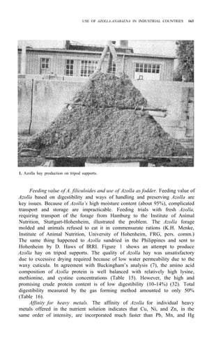 USE OF AZOLLA-ANABAENA IN INDUSTRIAL COUNTRIES 163
1. Azolla hay production on tripod supports.
Feeding value of A. filiculoides and use of Azolla as fodder. Feeding value of
Azolla based on digestibility and ways of handling and preserving Azolla are
key issues. Because of Azolla’s high moisture content (about 95%), complicated
transport and storage are impracticable. Feeding trials with fresh Azolla,
requiring transport of the forage from Hamburg to the Institute of Animal
Nutrition, Stuttgart-Hohenheim, illustrated the problem. The Azolla forage
molded and animals refused to eat it in commensurate rations (K.H. Menke,
Institute of Animal Nutrition, University of Hohenheim, FRG, pers. comm.)
The same thing happened to Azolla sundried in the Philippines and sent to
Hohenheim by D. Haws of IRRI. Figure 1 shows an attempt to produce
Azolla hay on tripod supports. The quality of Azolla hay was unsatisfactory
due to excessive drying required because of low water permeability due to the
waxy cuticula. In agreement with Buckingham’s analysis (7), the amino acid
composition of Azolla protein is well balanced with relatively high lysine,
methionine, and cystine concentrations (Table 15). However, the high and
promising crude protein content is of low digestibility (10-14%) (32). Total
digestibility measured by the gas forming method amounted to only 50%
(Table 16).
Affinity for heavy metals. The affinity of Azolla for individual heavy
metals offered in the nutrient solution indicates that Cu, Ni, and Zn, in the
same order of intensity, are incorporated much faster than Pb, Mn, and Hg
 