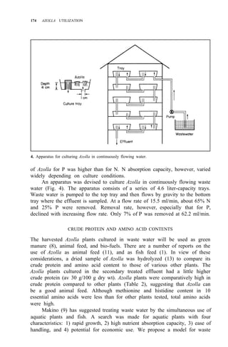 174 AZOLLA UTILIZATION
4. Apparatus for culturing Azolla in continuously flowing water.
of Azolla for P was higher than for N. N absorption capacity, however, varied
widely depending on culture conditions.
An apparatus was devised to culture Azolla in continuously flowing waste
water (Fig. 4). The apparatus consists of a series of 4.6 liter-capacity trays.
Waste water is pumped to the top tray and then flows by gravity to the bottom
tray where the effluent is sampled. At a flow rate of 15.5 ml/min, about 65% N
and 25% P were removed. Removal rate, however, especially that for P,
declined with increasing flow rate. Only 7% of P was removed at 62.2 ml/min.
CRUDE PROTEIN AND AMINO ACID CONTENTS
The harvested Azolla plants cultured in waste water will be used as green
manure (8), animal feed, and bio-fuels. There are a number of reports on the
use of Azolla as animal feed (11), and as fish feed (1). In view of these
considerations, a dried sample of Azolla was hydrolyzed (13) to compare its
crude protein and amino acid content to those of various other plants. The
Azolla plants cultured in the secondary treated effluent had a little higher
crude protein (av 30 g/100 g dry wt). Azolla plants were comparatively high in
crude protein compared to other plants (Table 2), suggesting that Azolla can
be a good animal feed. Although methionine and histidine content in 10
essential amino acids were less than for other plants tested, total amino acids
were high.
Makino (9) has suggested treating waste water by the simultaneous use of
aquatic plants and fish. A search was made for aquatic plants with four
characteristics: 1) rapid growth, 2) high nutrient absorption capacity, 3) ease of
handling, and 4) potential for economic use. We propose a model for waste
 
