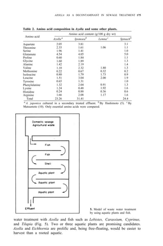 AZOLLA AS A DECONTAMINANT IN SEWAGE TREATMENT 175
Table 2. Amino acid composition in Azolla and some other plants.
Amino acid
Amino acid content (g/100 g dry wt)
Azollaa
Ipomoeab
Lemnac
Spinachb
Aspartate 2.05 3.81 3.1
Threonine 2.35 1.61 1.06 1.1
Serine 1.96 1.41 1.0
Glutamate 4.54 4.05 5.0
Proline 0.60 1.84 1.1
Glycine 1.60 1.89 1.3
Alanine 1.42 2.19 1.4
Valine 1.10 2.32 1.80 1.3
Methionine 0.22 0.67 0.32 0.2
Isoleucine 0.80 1.79 1.73 0.9
Leucine 1.51 3.04 2.00 1.9
Tyrosine 0.65 1.31 1.0
Phenylalanine 1.32 2.04 0.91 1.3
Lysine 1.24 0.48 1.92 1.6
Histidine 0.24 0.88 0.36 0.6
Arginine 1.66 2.08 1.17 1.6
Total 23.26 31.41 24.4
a
A. japonica cultured in a secondary treated effluent. b
By Hashimoto (5). c
By
Matsumoto (10). Only essential amino acids were compared.
5. Model of waste water treatment
by using aquatic plants and fish.
water treatment with Azolla and fish such as Lebistes, Carassium, Cyprinus,
and Tilapia (Fig. 5). Two or three aquatic plants are promising candidates.
Azolla and Eichhornia are prolific and, being free-floating, would be easier to
harvest than a rooted aquatic.
 