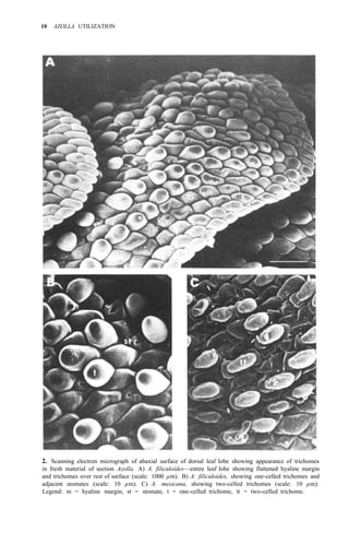 10 AZOLLA UTILIZATION
2. Scanning electron micrograph of abaxial surface of dorsal leaf lobe showing appearance of trichomes
in fresh material of section Azolla. A) A. filiculoides—entire leaf lobe showing flattened hyaline margin
and trichomes over rest of surface (scale: 1000 µm). B) A. filiculoides, showing one-celled trichomes and
adjacent stomates (scale: 10 µm). C) A. mexicana, showing two-celled trichomes (scale: 10 µm).
Legend: m = hyaline margin, st = stomate, t = one-celled trichome, tt = two-celled trichome.
 