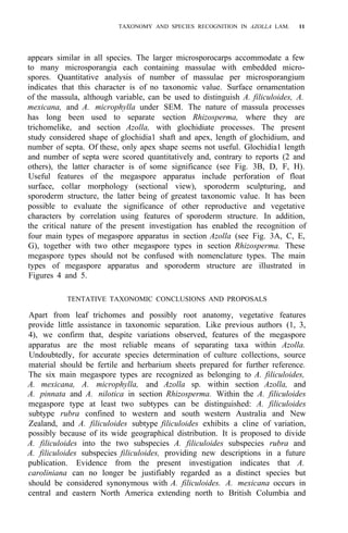 TAXONOMY AND SPECIES RECOGNITION IN AZOLLA LAM. 11
appears similar in all species. The larger microsporocarps accommodate a few
to many microsporangia each containing massulae with embedded micro-
spores. Quantitative analysis of number of massulae per microsporangium
indicates that this character is of no taxonomic value. Surface ornamentation
of the massula, although variable, can be used to distinguish A. filiculoides, A.
mexicana, and A. microphylla under SEM. The nature of massula processes
has long been used to separate section Rhizosperma, where they are
trichomelike, and section Azolla, with glochidiate processes. The present
study considered shape of glochidia1 shaft and apex, length of glochidium, and
number of septa. Of these, only apex shape seems not useful. Glochidia1 length
and number of septa were scored quantitatively and, contrary to reports (2 and
others), the latter character is of some significance (see Fig. 3B, D, F, H).
Useful features of the megaspore apparatus include perforation of float
surface, collar morphology (sectional view), sporoderm sculpturing, and
sporoderm structure, the latter being of greatest taxonomic value. It has been
possible to evaluate the significance of other reproductive and vegetative
characters by correlation using features of sporoderm structure. In addition,
the critical nature of the present investigation has enabled the recognition of
four main types of megaspore apparatus in section Azolla (see Fig. 3A, C, E,
G), together with two other megaspore types in section Rhizosperma. These
megaspore types should not be confused with nomenclature types. The main
types of megaspore apparatus and sporoderm structure are illustrated in
Figures 4 and 5.
TENTATIVE TAXONOMIC CONCLUSIONS AND PROPOSALS
Apart from leaf trichomes and possibly root anatomy, vegetative features
provide little assistance in taxonomic separation. Like previous authors (1, 3,
4), we confirm that, despite variations observed, features of the megaspore
apparatus are the most reliable means of separating taxa within Azolla.
Undoubtedly, for accurate species determination of culture collections, source
material should be fertile and herbarium sheets prepared for further reference.
The six main megaspore types are recognized as belonging to A. filiculoides,
A. mexicana, A. microphylla, and Azolla sp. within section Azolla, and
A. pinnata and A. nilotica in section Rhizosperma. Within the A. filiculoides
megaspore type at least two subtypes can be distinguished: A. filiculoides
subtype rubra confined to western and south western Australia and New
Zealand, and A. filiculoides subtype filiculoides exhibits a cline of variation,
possibly because of its wide geographical distribution. It is proposed to divide
A. filiculoides into the two subspecies A. filiculoides subspecies rubra and
A. filiculoides subspecies filiculoides, providing new descriptions in a future
publication. Evidence from the present investigation indicates that A.
caroliniana can no longer be justifiably regarded as a distinct species but
should be considered synonymous with A. filiculoides. A. mexicana occurs in
central and eastern North America extending north to British Columbia and
 