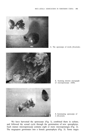 RICE-AZOLLA ASSOCIATION IN NORTHERN CHINA 191
1. The sporocarps of Azolla filiculoides.
2. Scanning electron micrograph
of microsporocarps (X88).
3. Germinating sporocarps of
A. filiculoides.
We have harvested the sporocarps (Fig. l), combined them in culture,
and followed the sexual cycle through the germination of new sporophytes.
Each mature microsporocarp contains eight or more microsporangia (Fig. 2).
The megaspore germinates into a female gametophyte (Fig. 3). Some stages
 